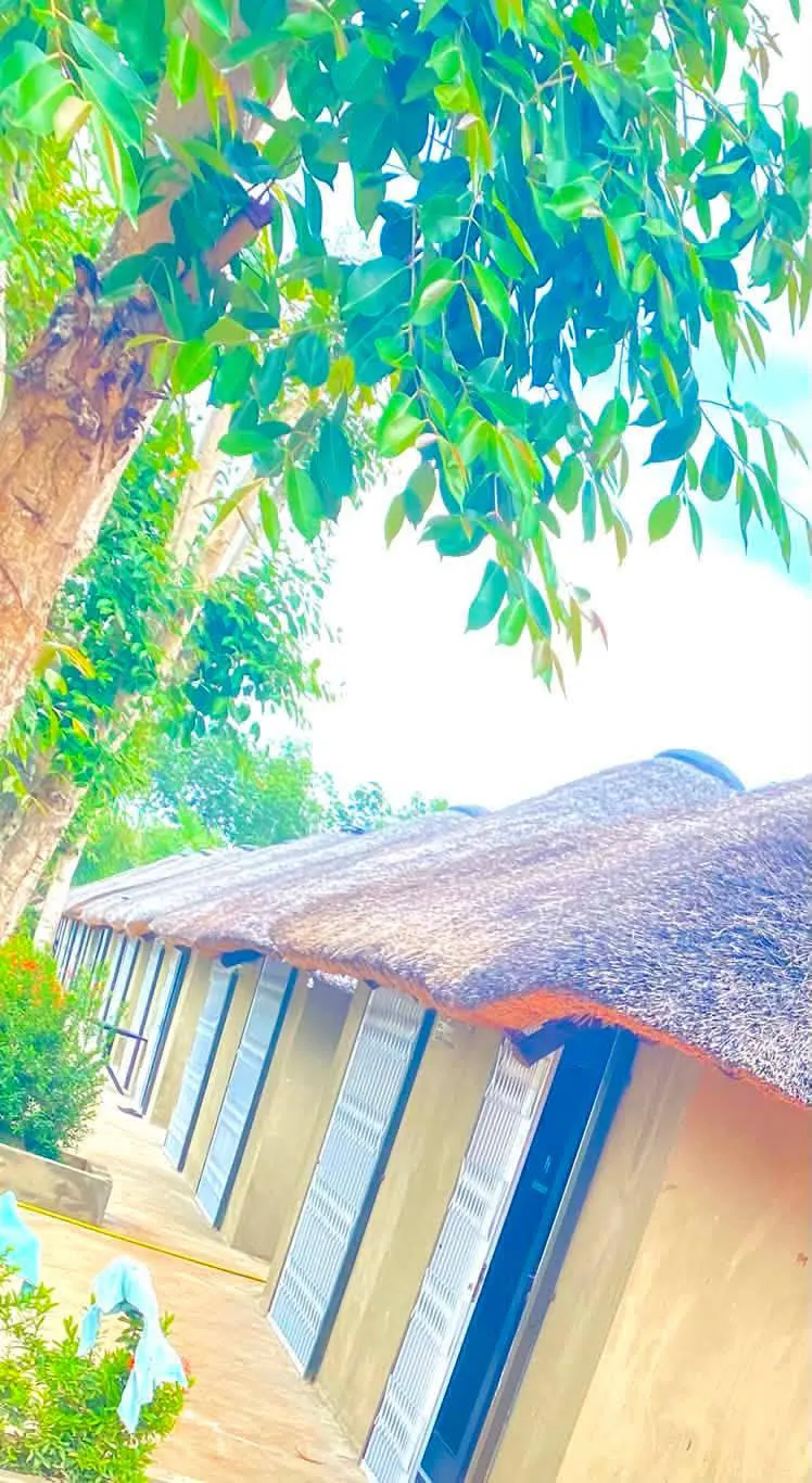 Thatched chalet rooftops along a garden pathway